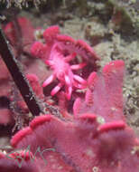 Image of Okenia atkinsonorum Rudman 2007