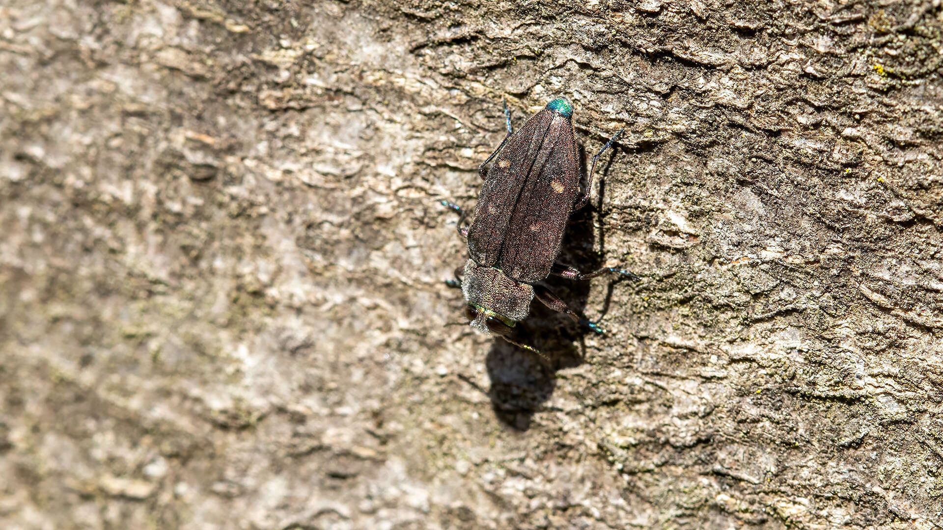 Image of Chrysobothris affinis (Fabricius 1794)