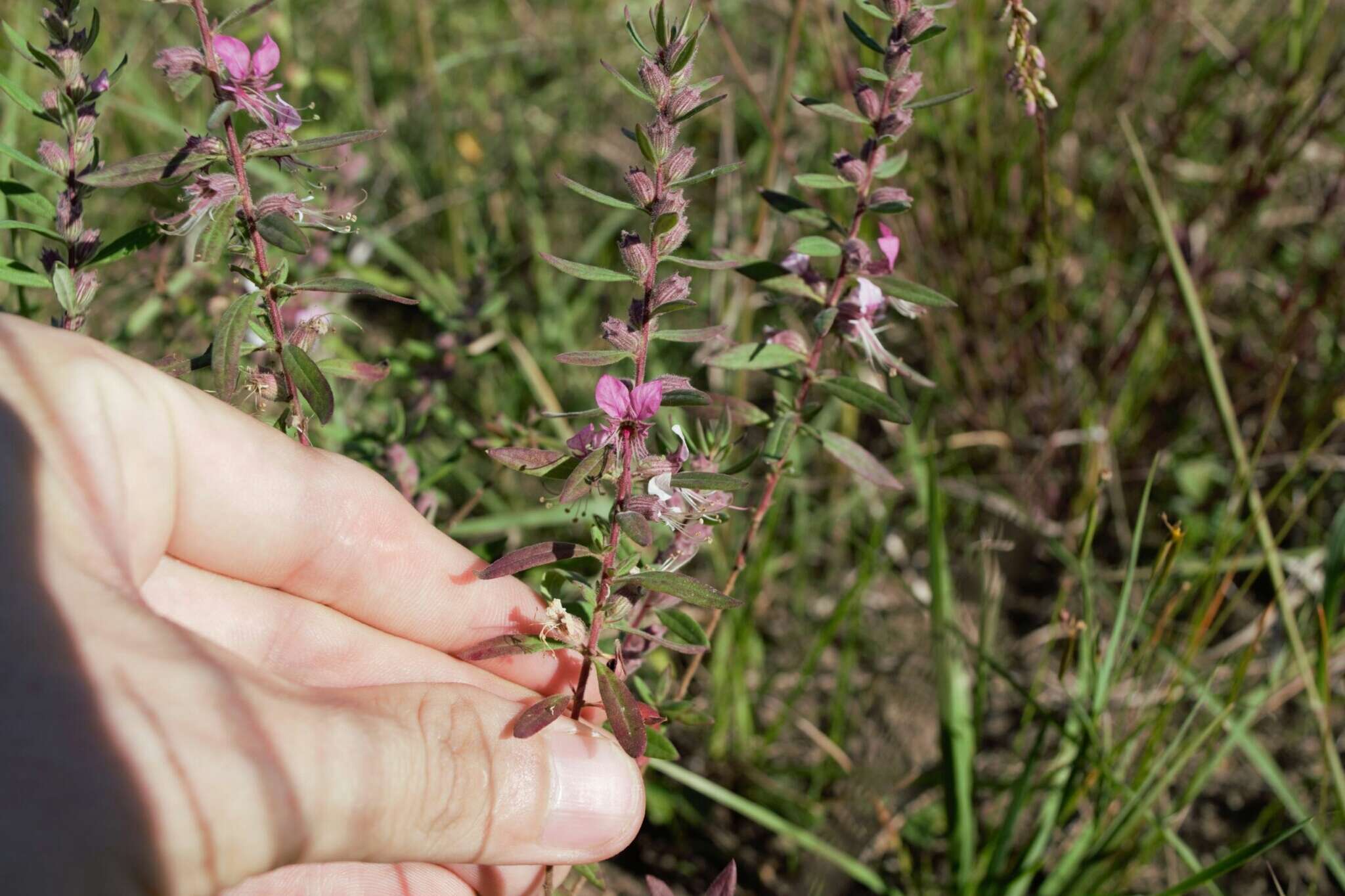 Image of Pleurophora saccocarpa Koehne