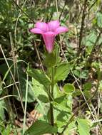 Imagem de Spigelia scabrella Benth.