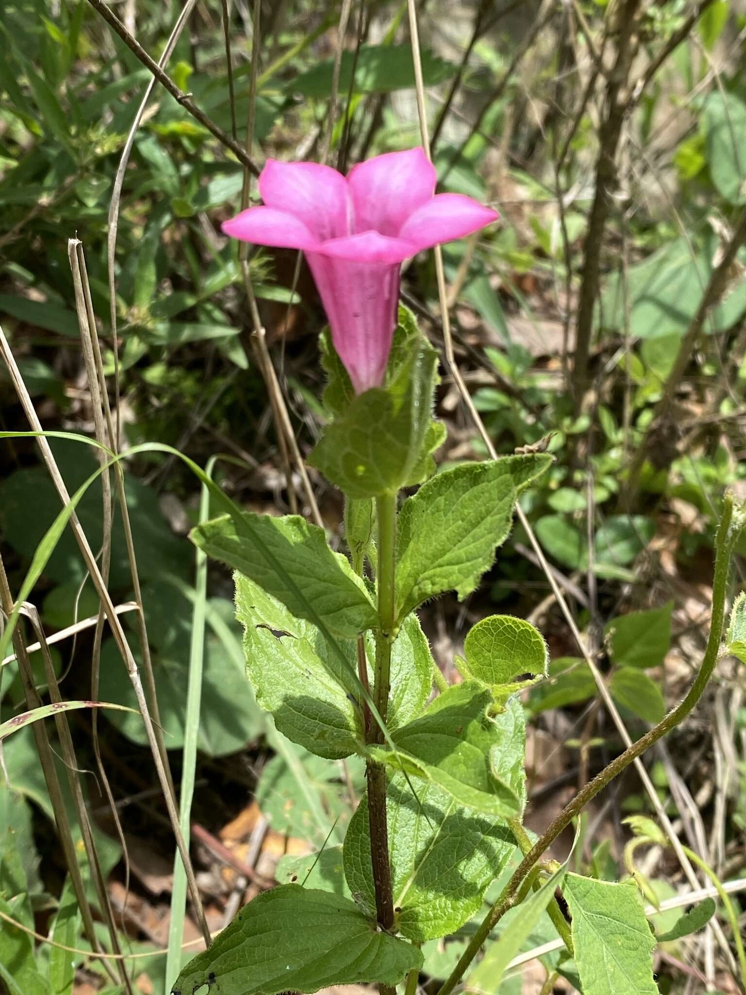 Imagem de Spigelia scabrella Benth.