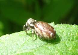 Image of Pelegrina furcata (F. O. Pickard-Cambridge 1901)