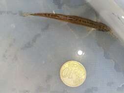 Image of Italian Loach