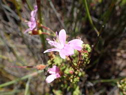 Image of Pelargonium englerianum Knuth