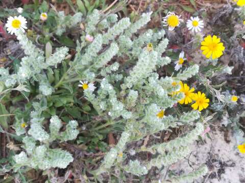 Слика од Cryptantha mexicana (T. S. Brandegee) I. M. Johnst.