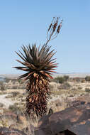 Aloe littoralis Baker resmi