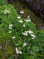 Слика од Primula sikkimensis var. hopeana (I. B. Balf. & Cooper) W. W. Sm. & H. R. Fletcher