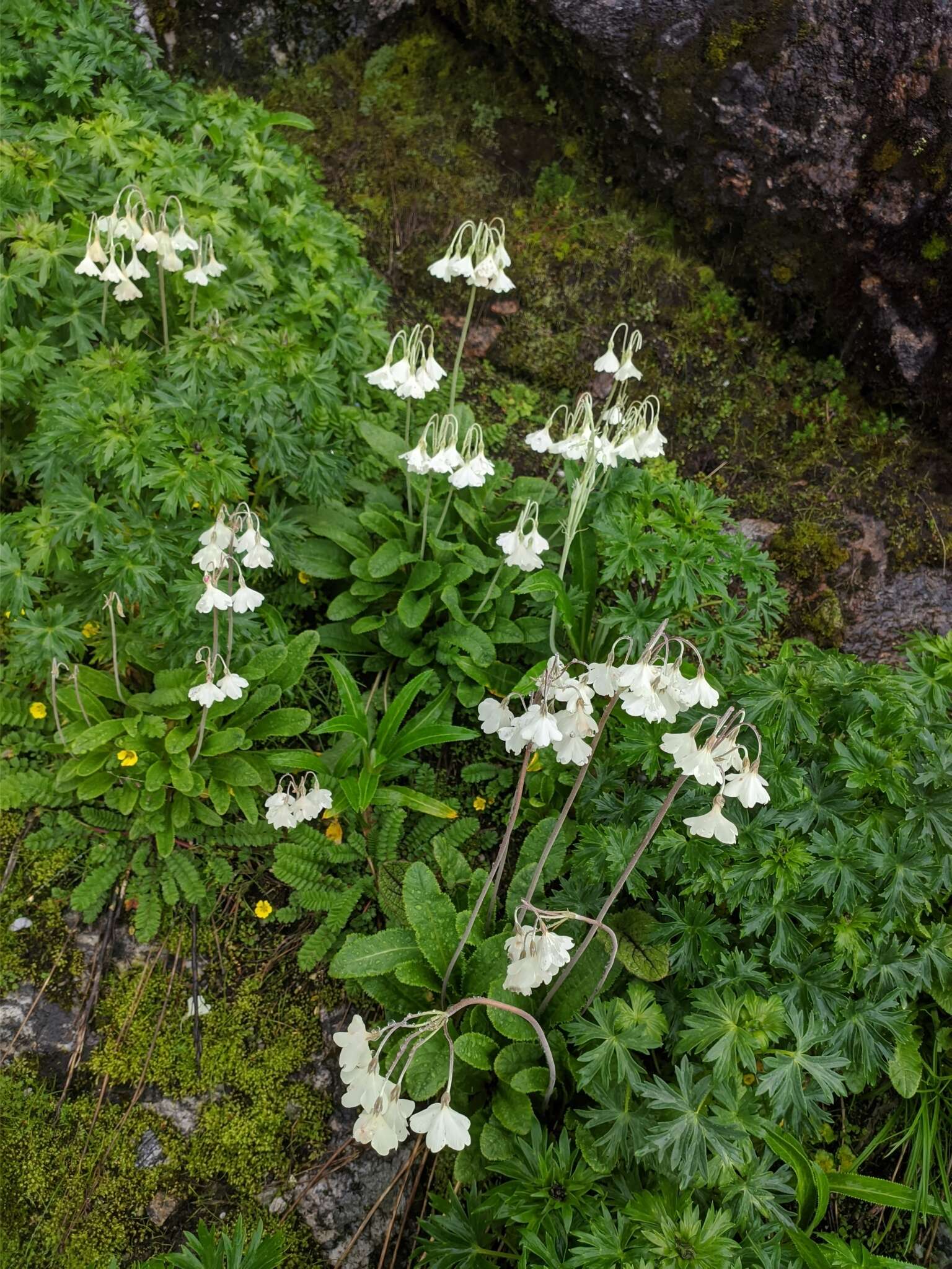 Imagem de Primula sikkimensis var. hopeana (I. B. Balf. & Cooper) W. W. Sm. & H. R. Fletcher