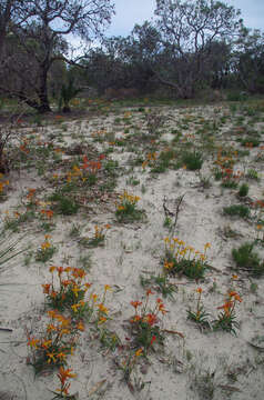 Imagem de Anigozanthos humilis subsp. humilis