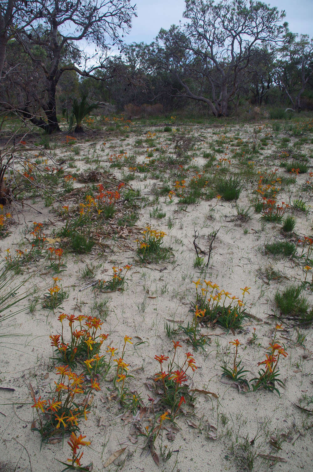 Image of Anigozanthos humilis subsp. humilis