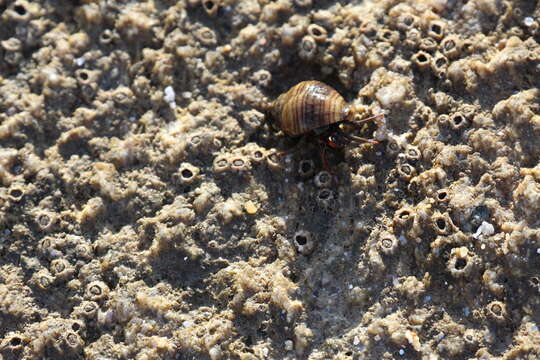 Image of Mediterranean intertidal hermit crab