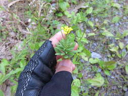 Image of treacle mustard