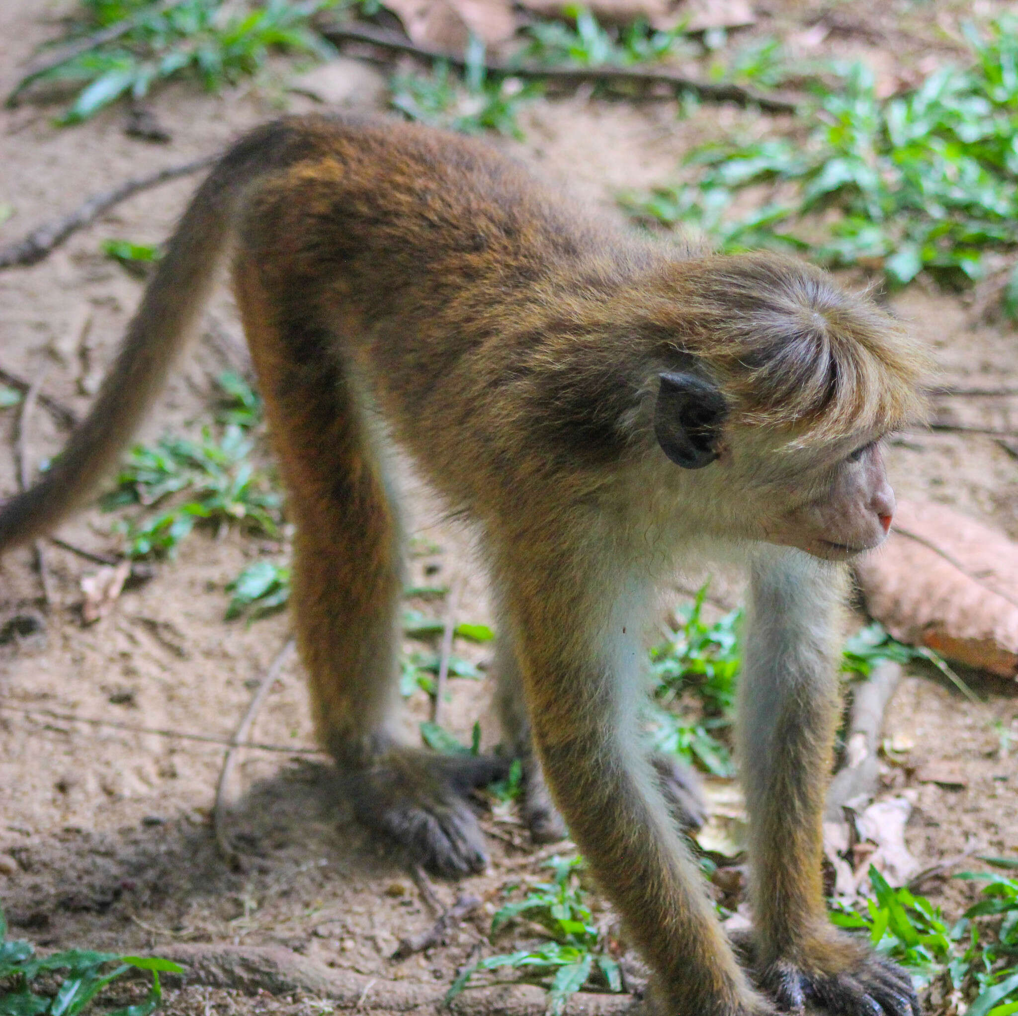 Image of Macaca sinica aurifrons Pocock 1931