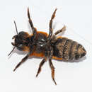 Megachile lanata (Fabricius 1775) resmi