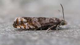 Image of Epinotia solicitana Walker 1863