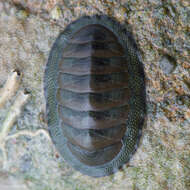 Sivun Chiton glaucus Gray 1828 kuva