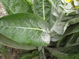 Image of Verbascum gnaphalodes Bieb.