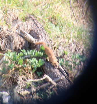 Image of Siberian Weasel