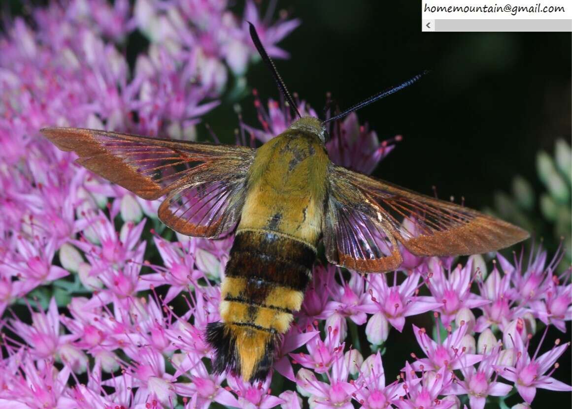 Imagem de Hemaris affinis (Bremer 1861)