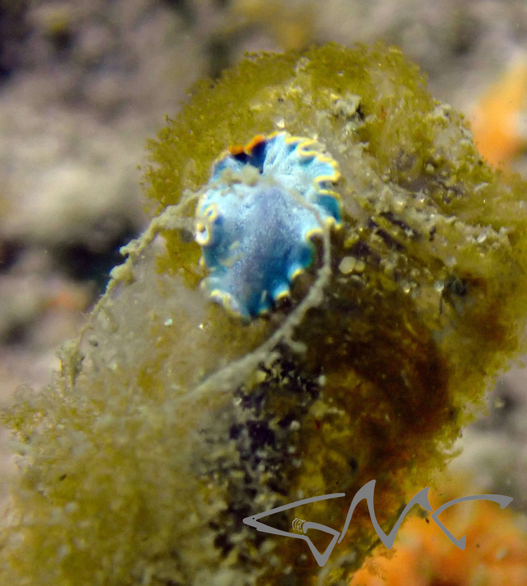 Image of Cycloporus venetus Newman & Cannon 2002