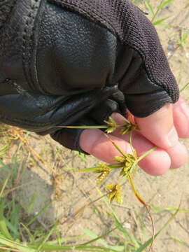 Image de Cyperus houghtonii Torr.