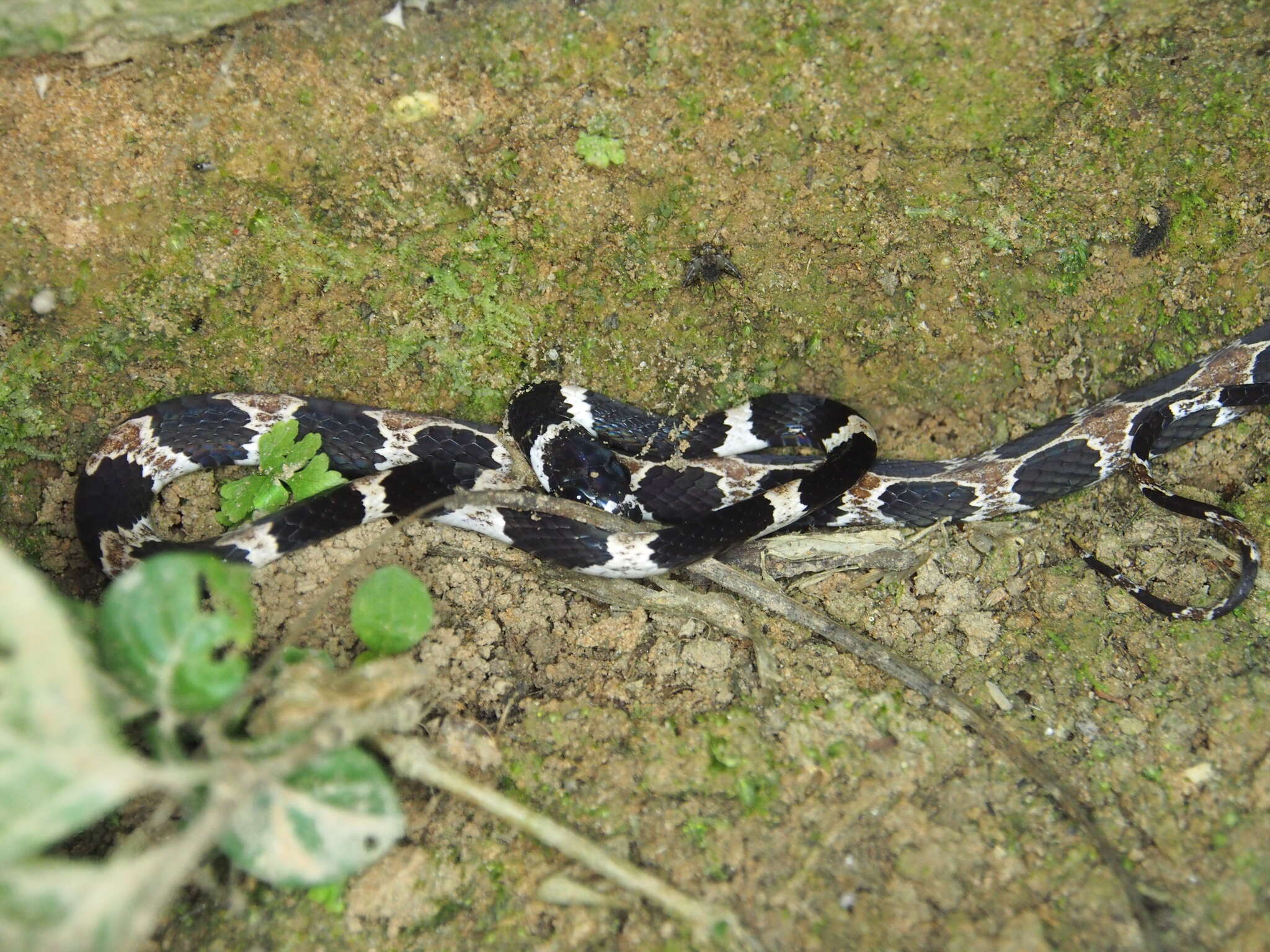 Image of Catesby's Snail-eater