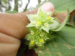 Image of Lippia bracteosa (M. Martens & Galeotti) Moldenke