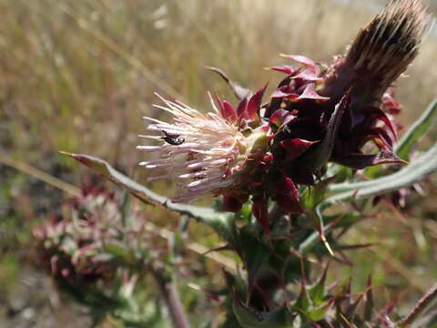 Image of <i>Cirsium <i>fontinale</i></i> var. fontinale