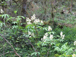 Image of red elderberry