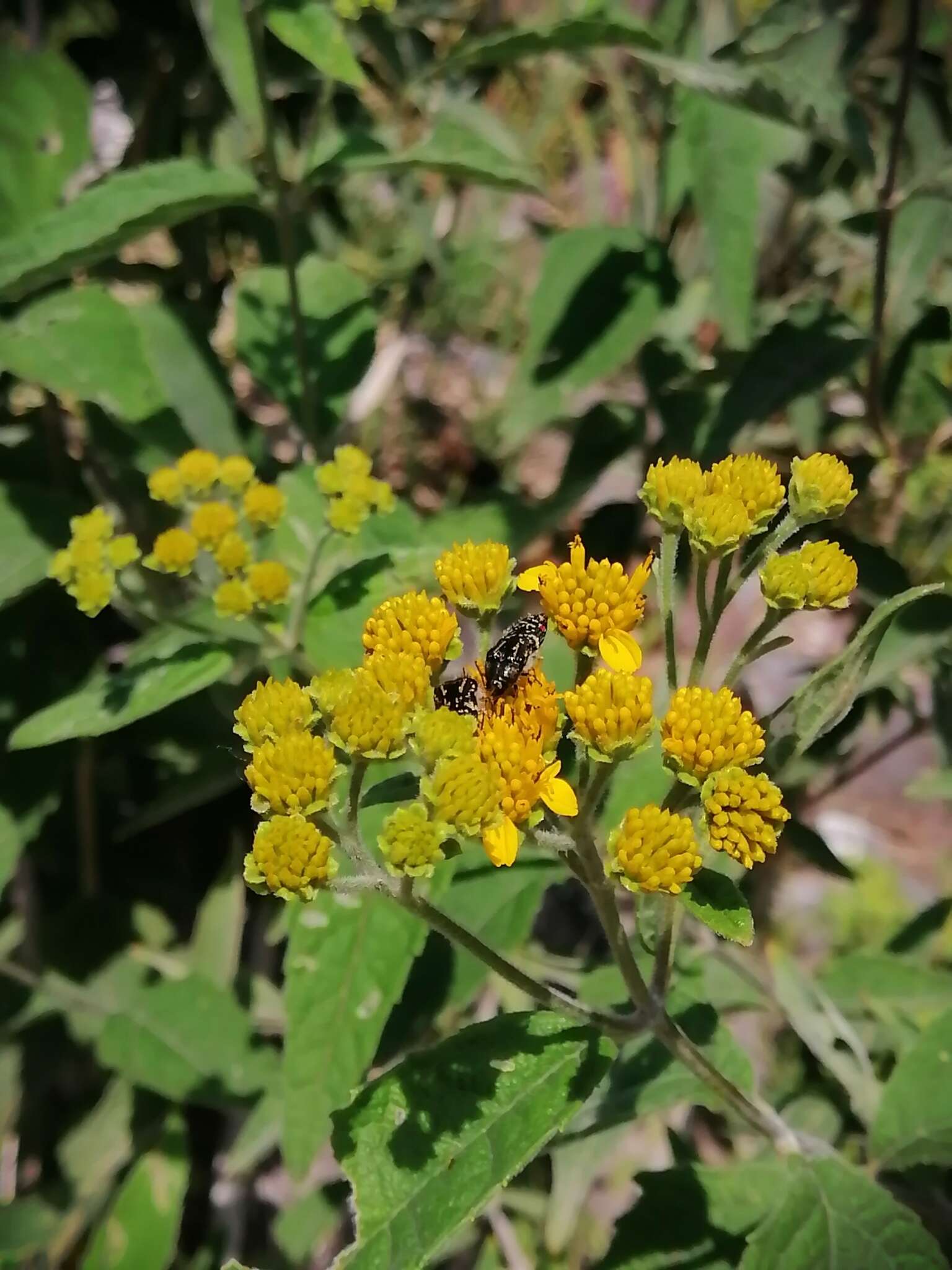 Image of Acmaeodera mudgei Westcott 2002