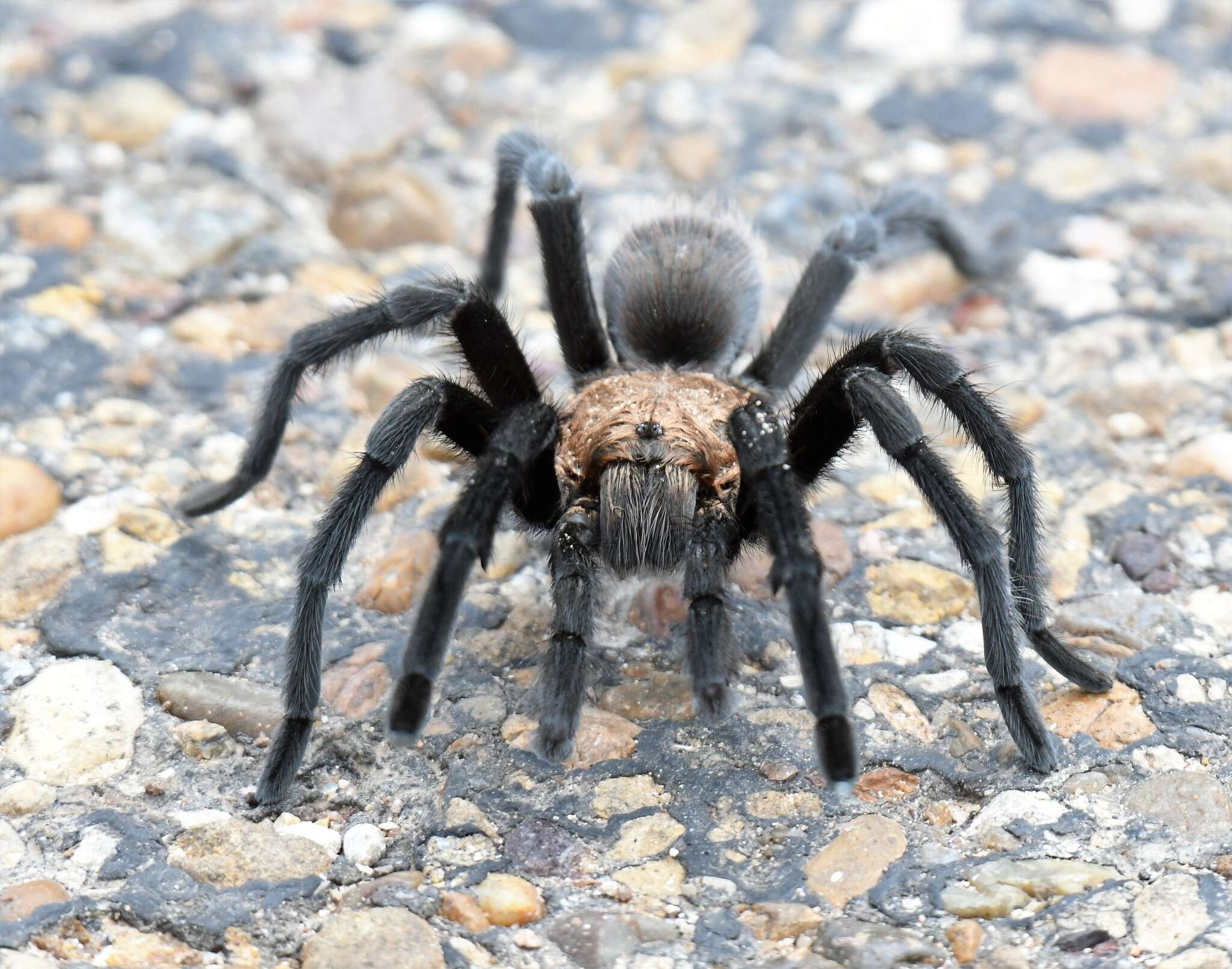 Image of Aphonopelma armada (Chamberlin 1940)