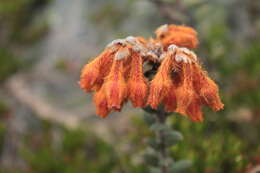Image of Gaultheria lanigera Hook.
