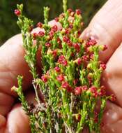 Image of Erica maritima Guthrie & Bolus