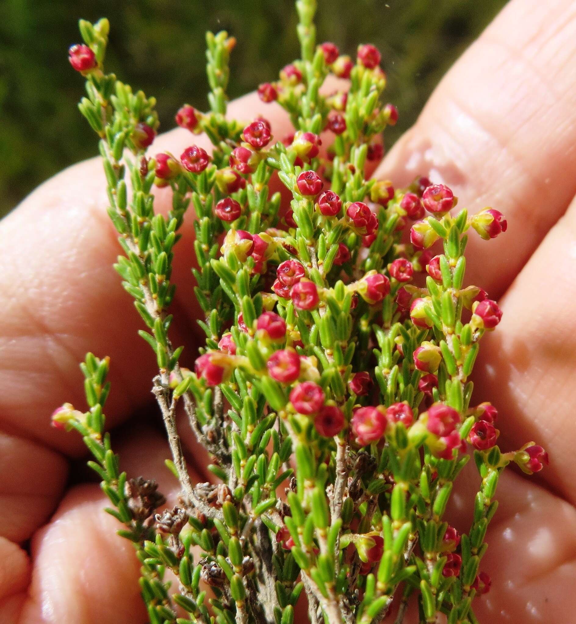 Image of Erica maritima Guthrie & Bolus