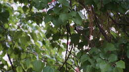 Image of Parus major bokharensis Lichtenstein & Mhk 1823