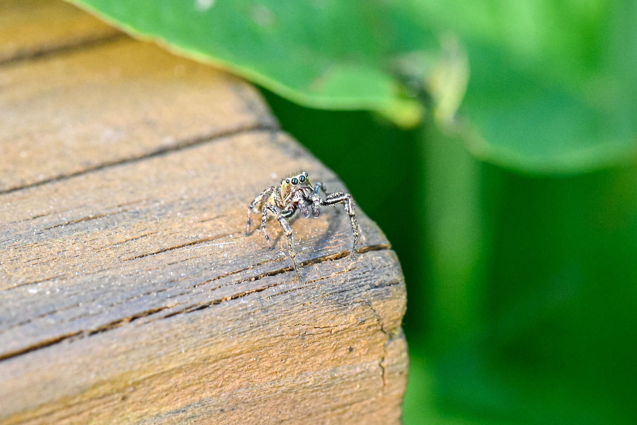 Image of Dendryphantes rudis (Sundevall 1833)