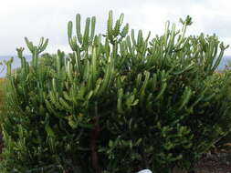 Euphorbia lactea Haw. resmi