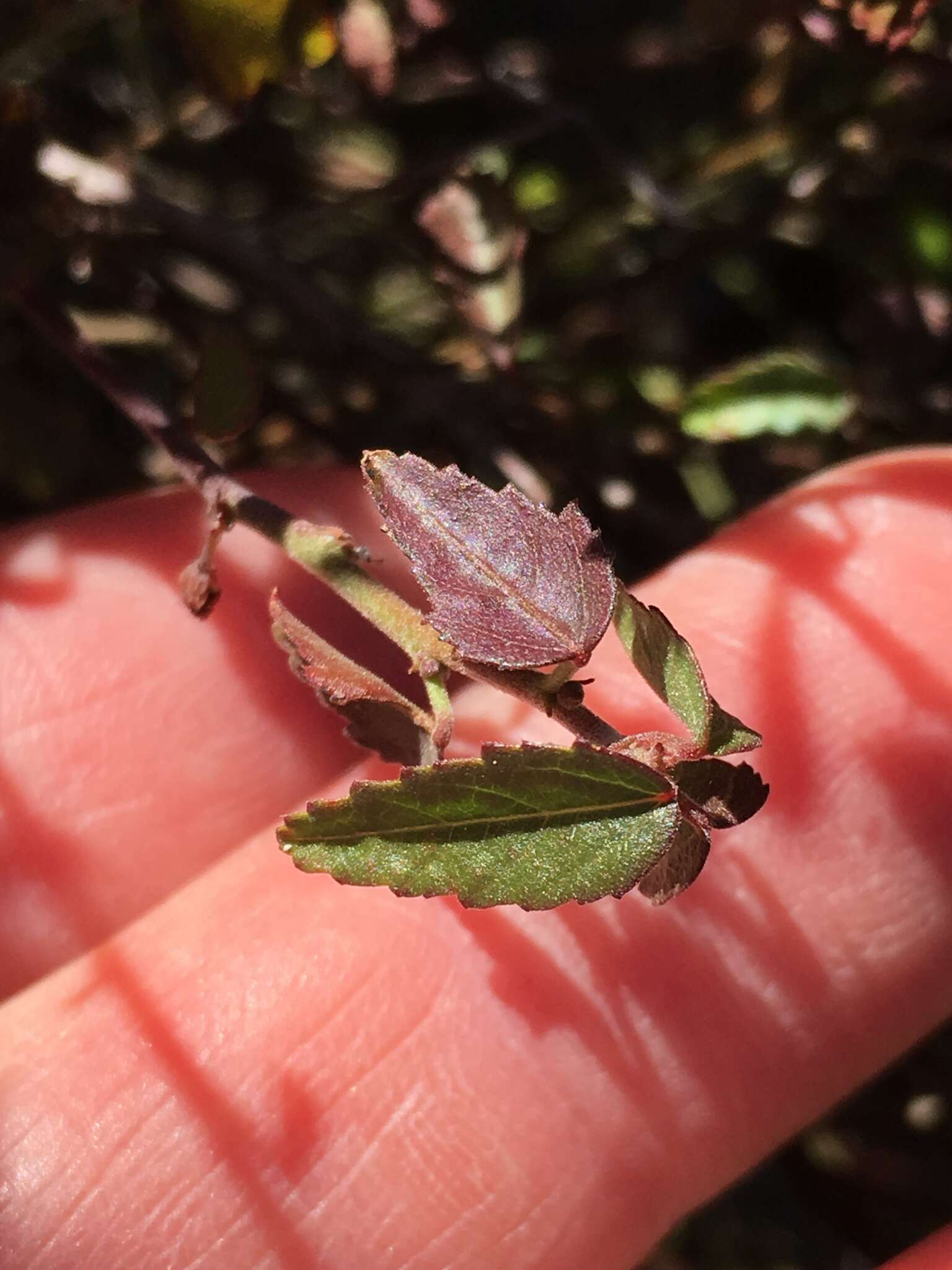 Image of California ayenia