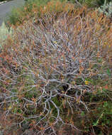 Image of tree spurge