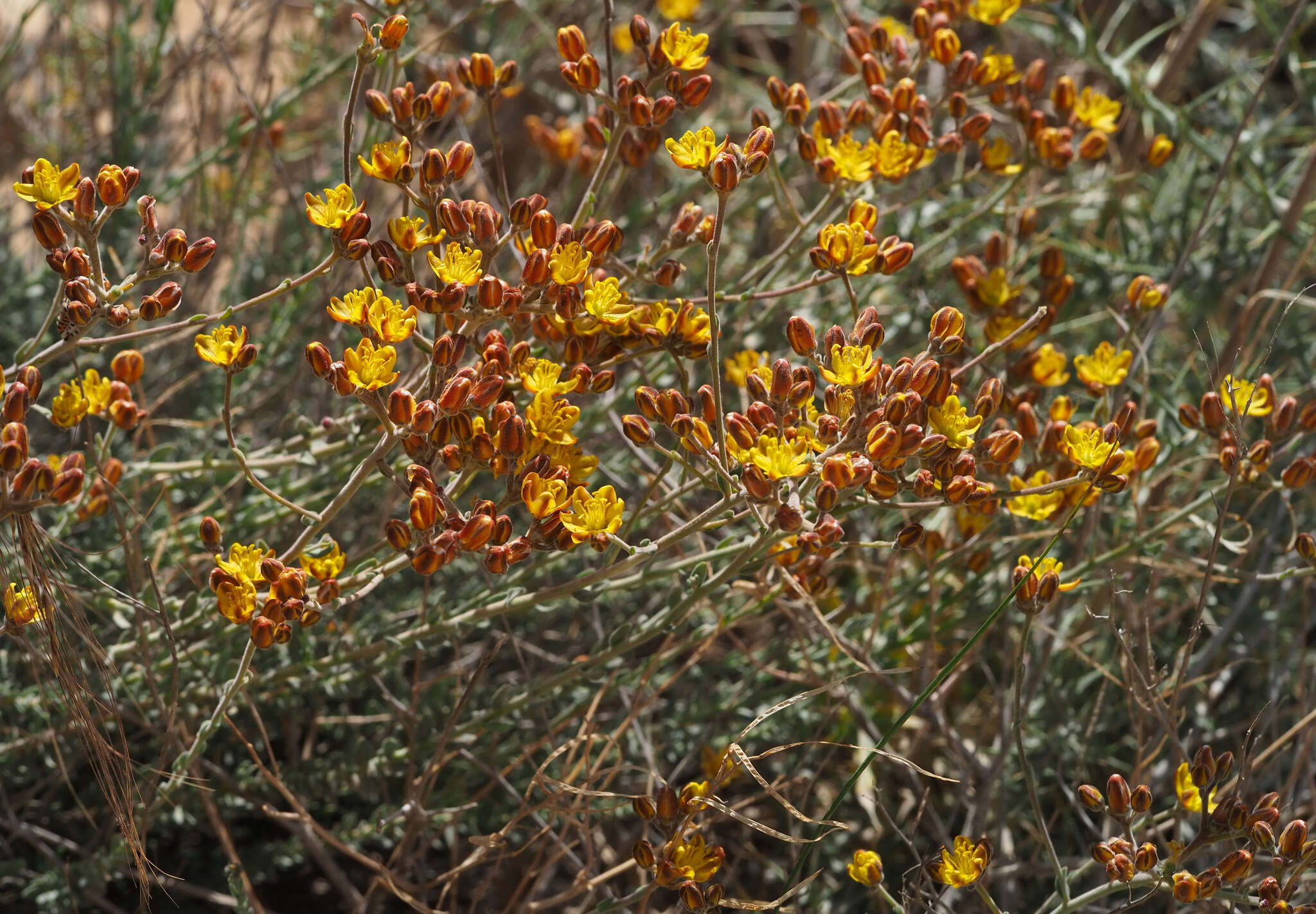 Image of Haplophyllum poorei C. C. Townsend