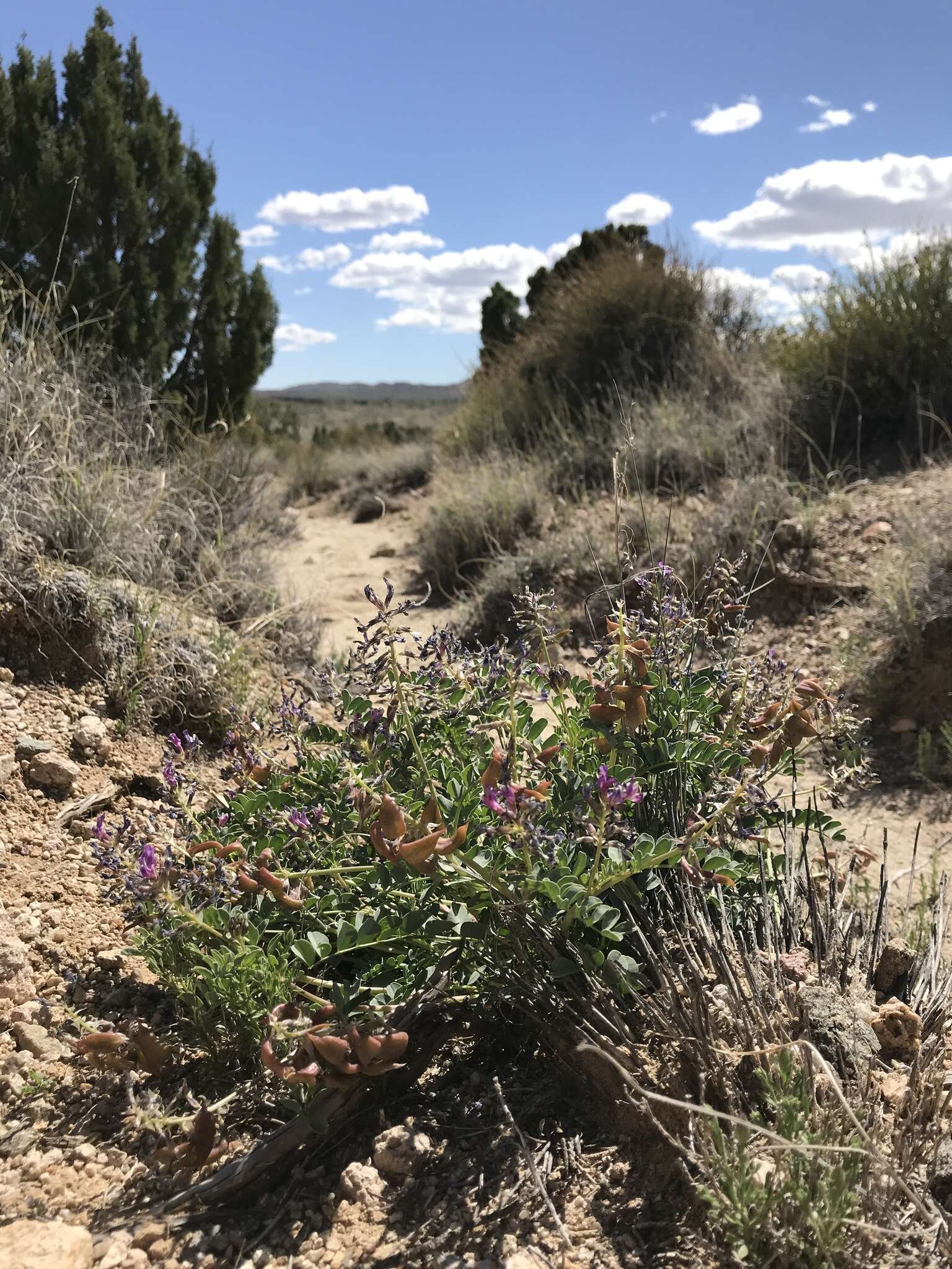 صورة Astragalus cimae var. cimae