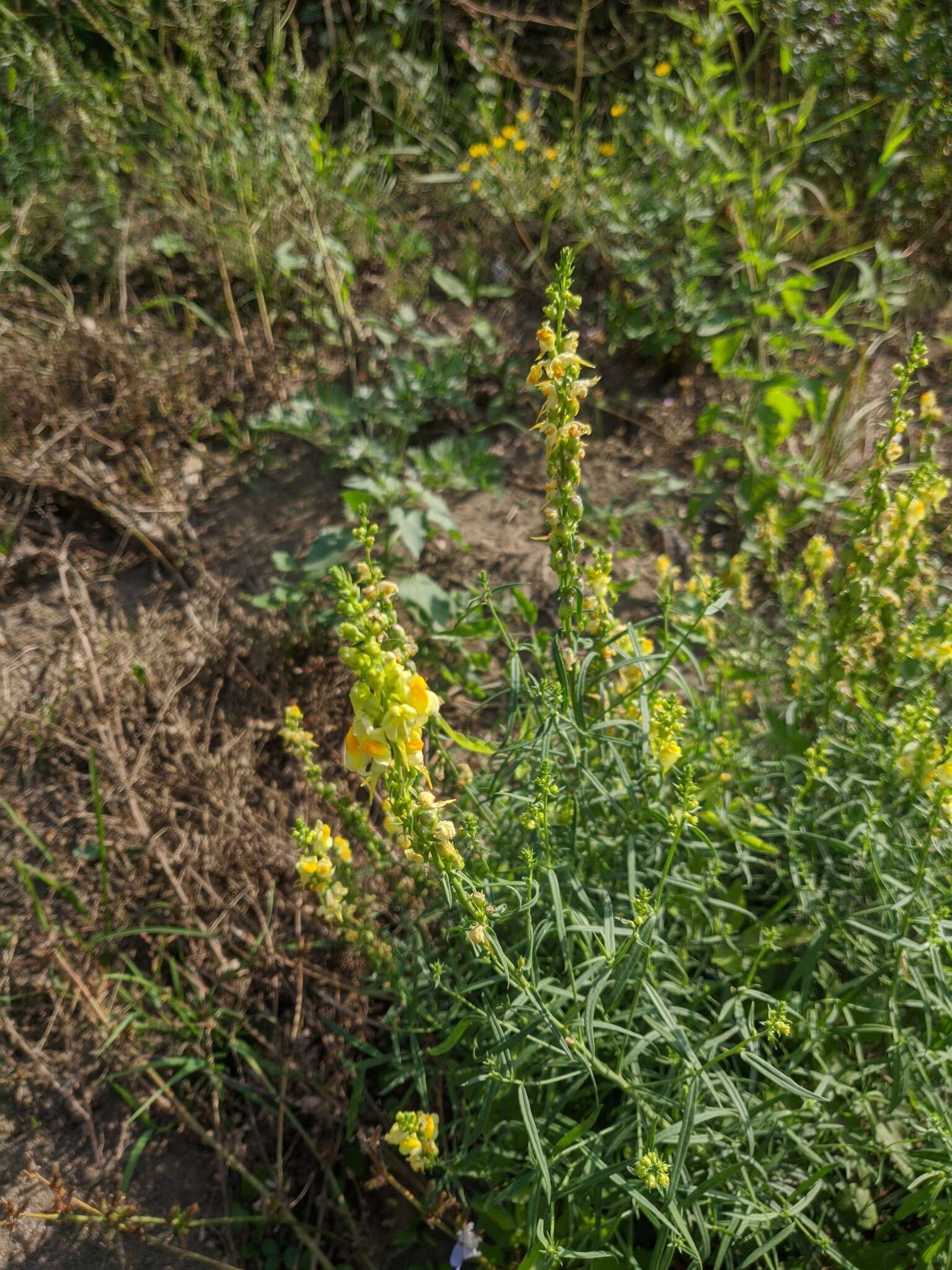 Image de Linaria biebersteinii Besser