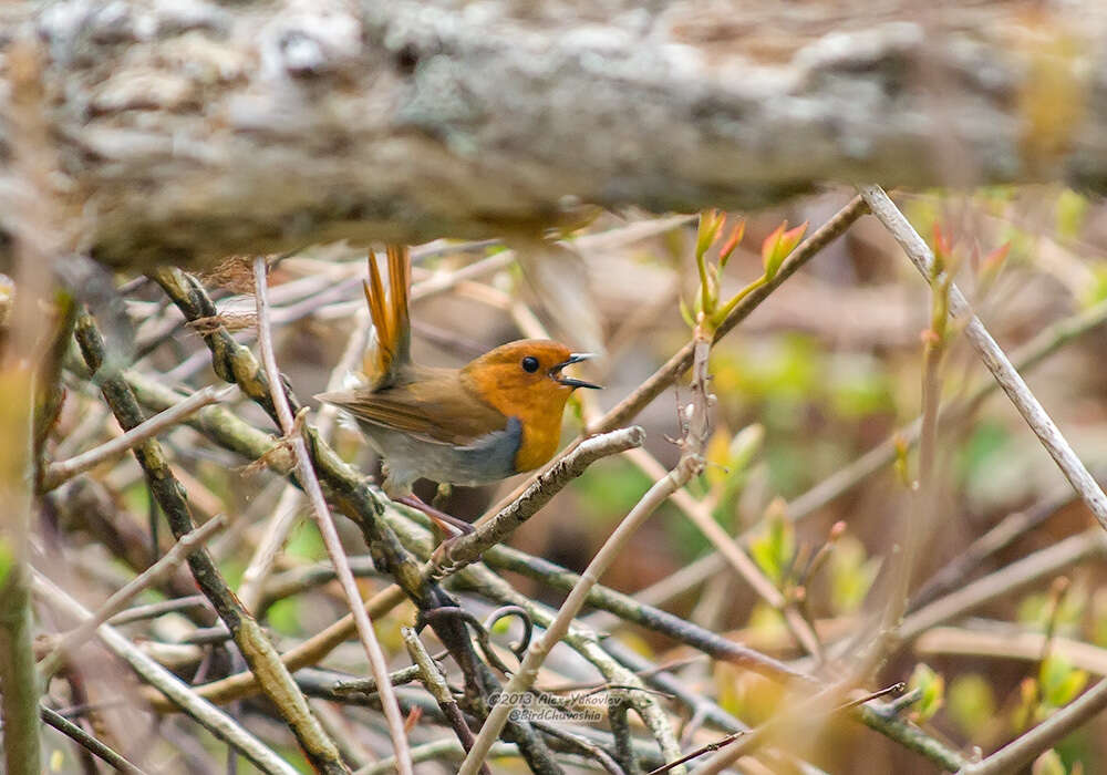 Image of Japanese Robin