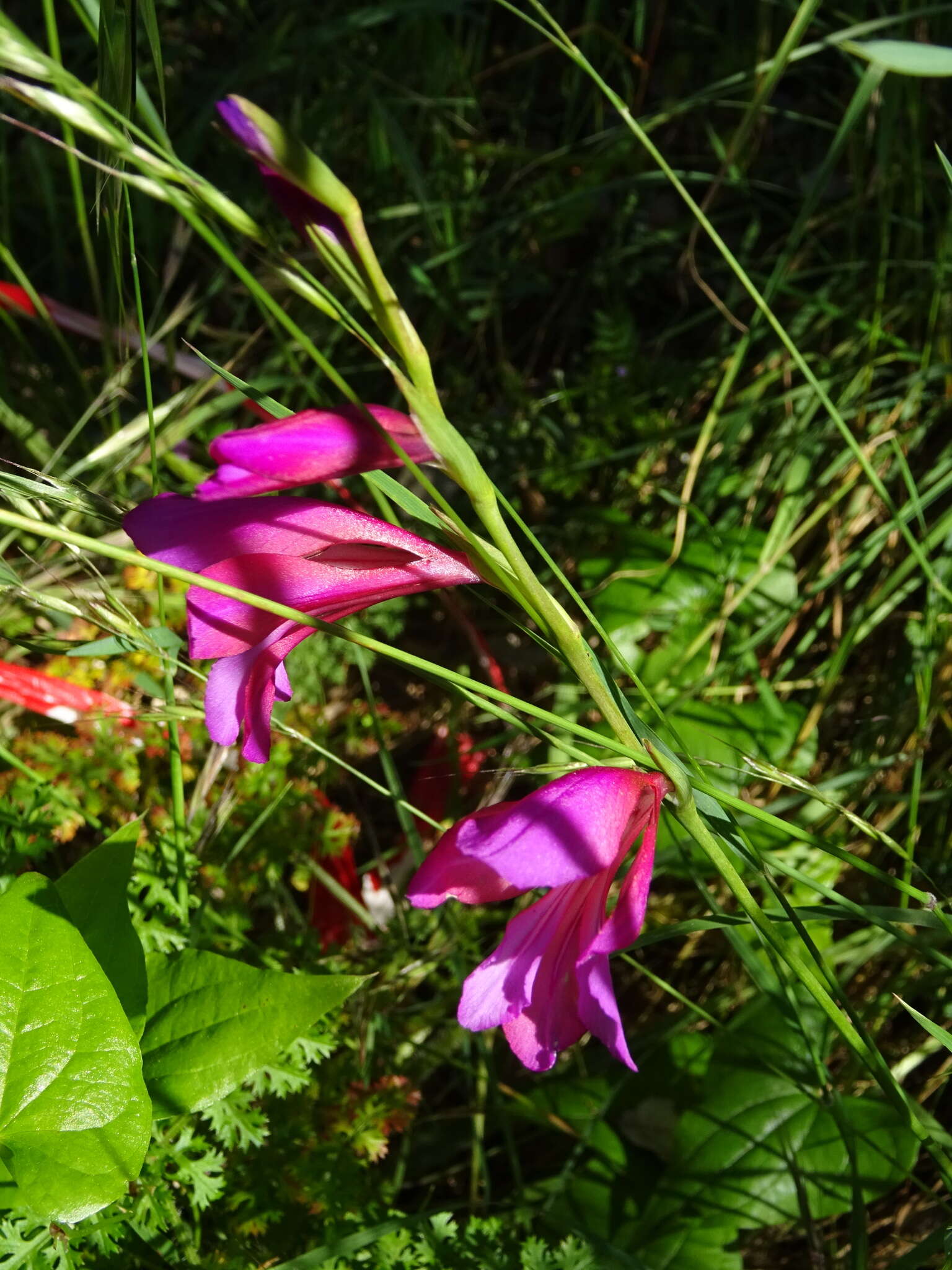 Image of Gladiolus illyricus W. D. J. Koch