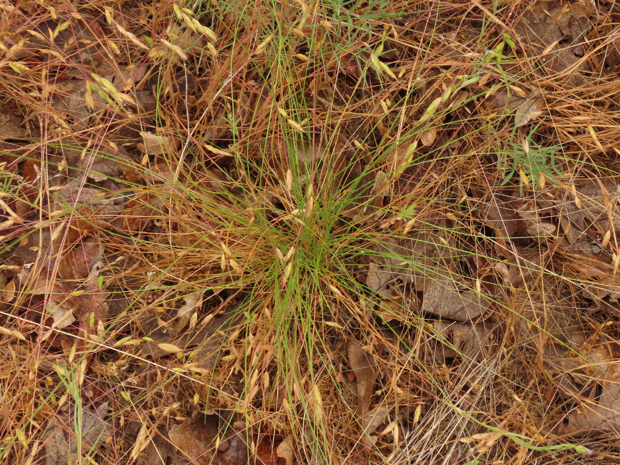 Plancia ëd Festuca idahoensis subsp. roemeri (Pavlick) S. G. Aiken