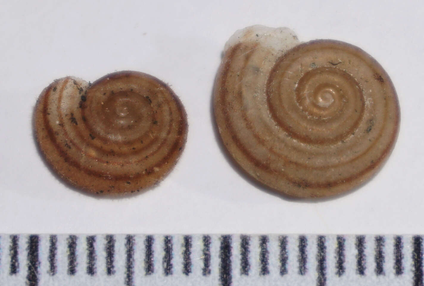 صورة Averellia coactiliata (Deshayes 1839)