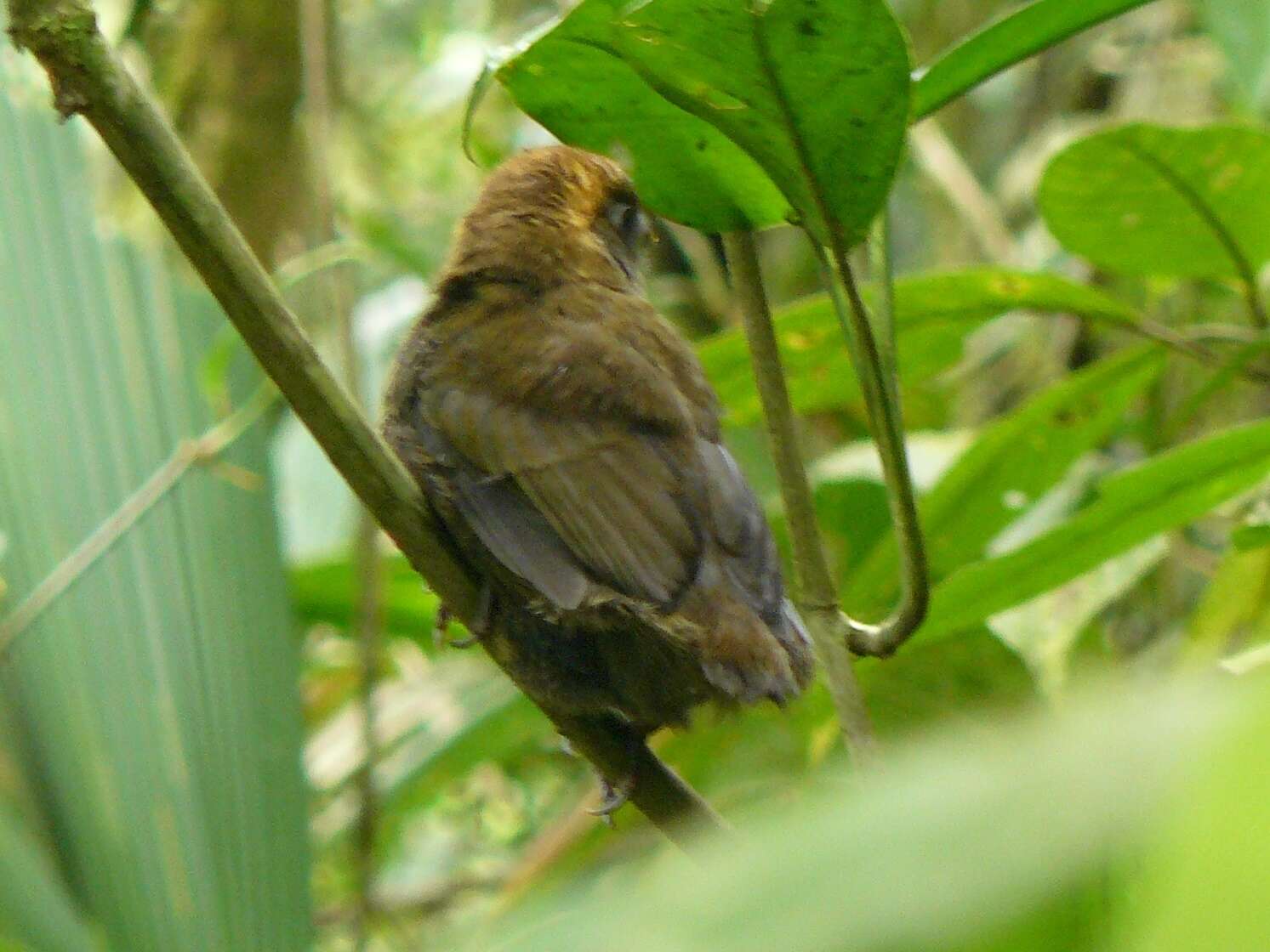 Image of Chestnut-capped Brush Finch