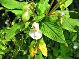 Impatiens burtonii Hook. fil. resmi