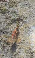 Image of Saddled Blenny