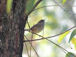 Image of Acanthiza apicalis apicalis Gould 1847